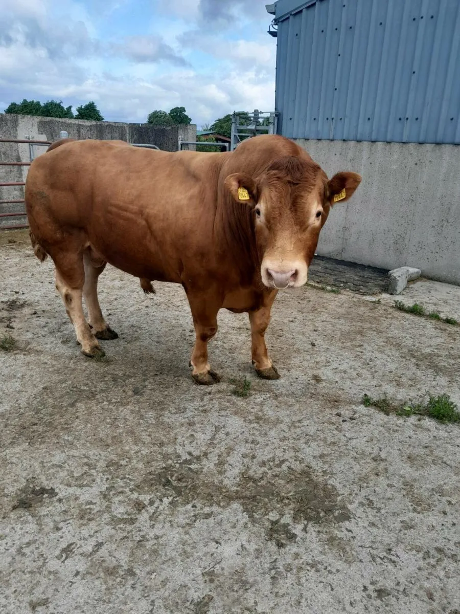Limousin Bull - Image 3