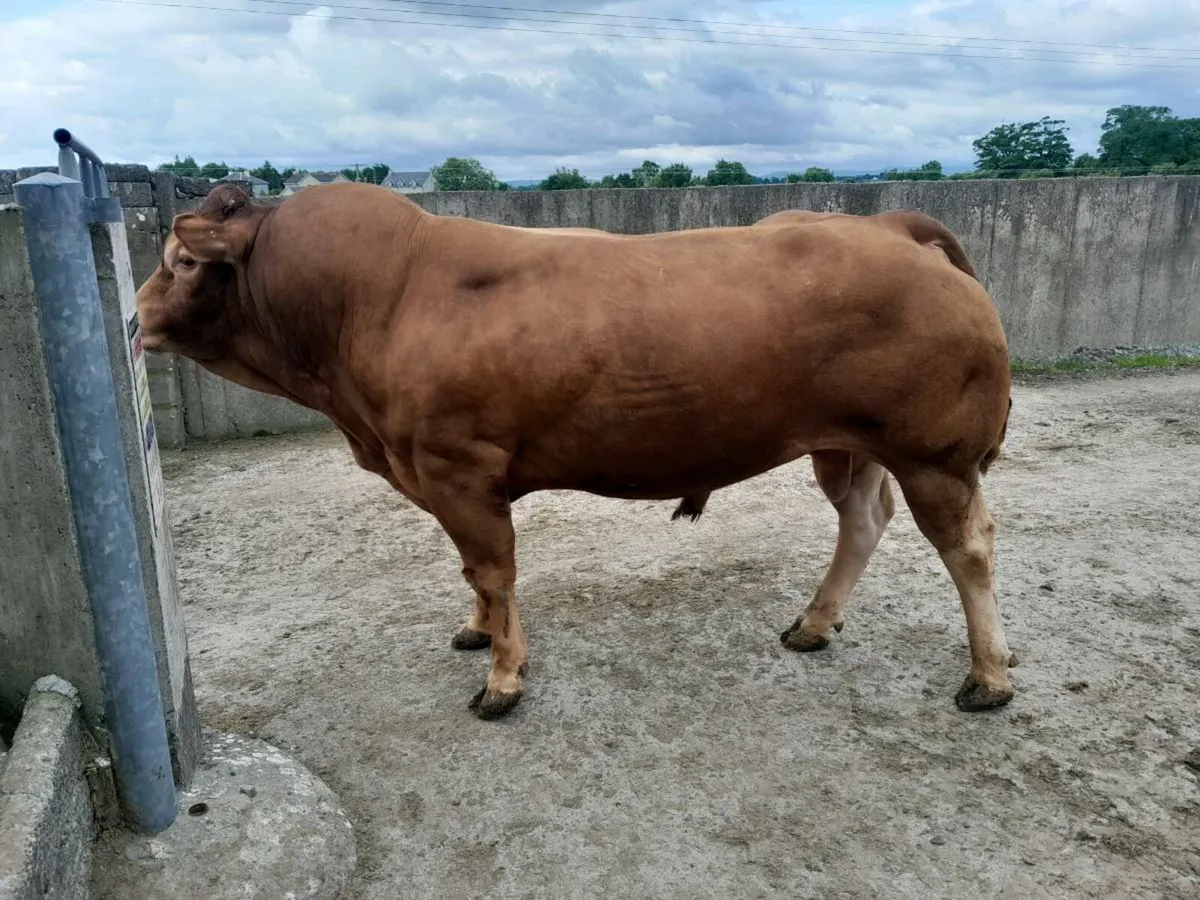 Limousin Bull - Image 1