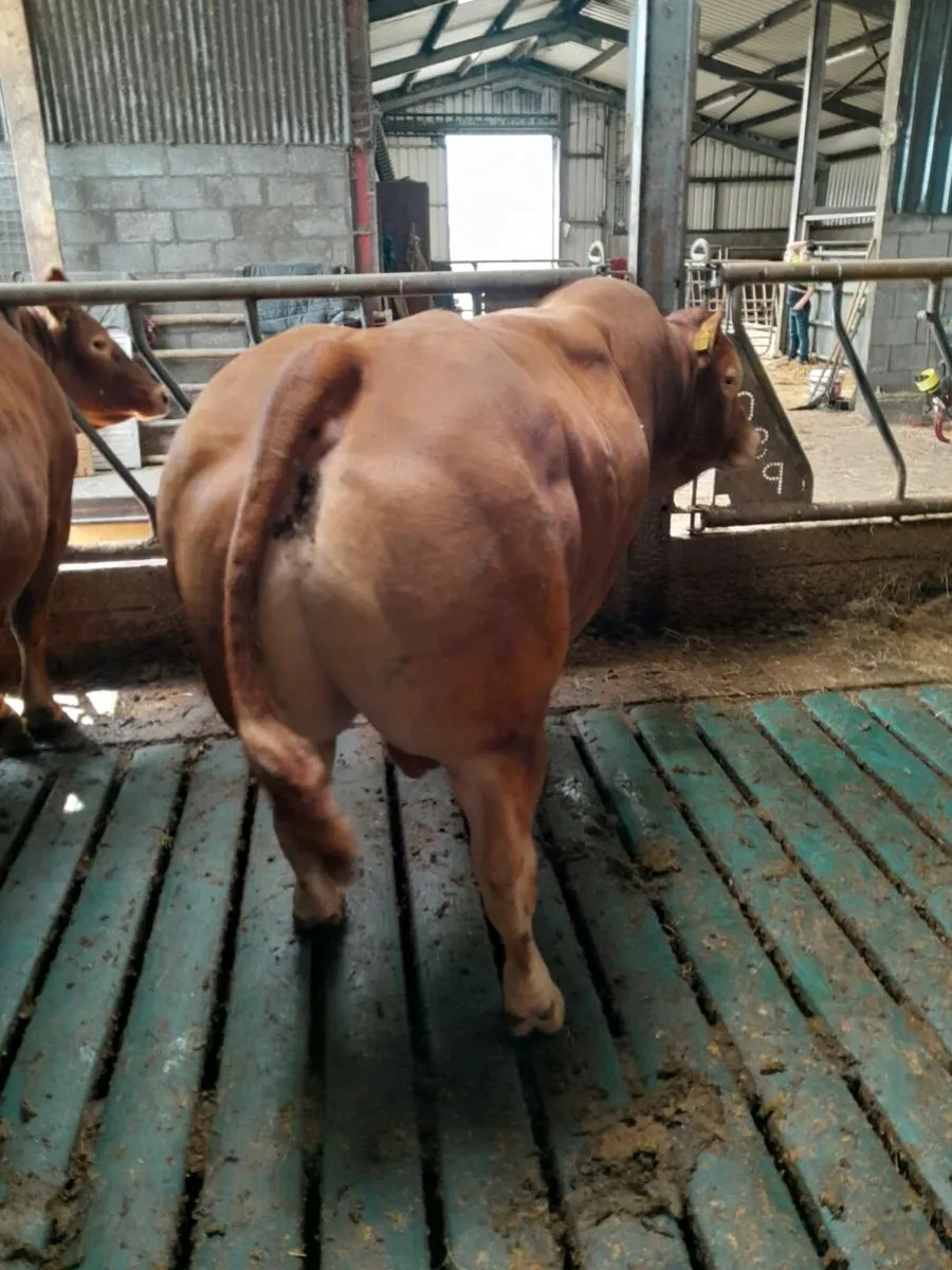 Limousin Bull - Image 4