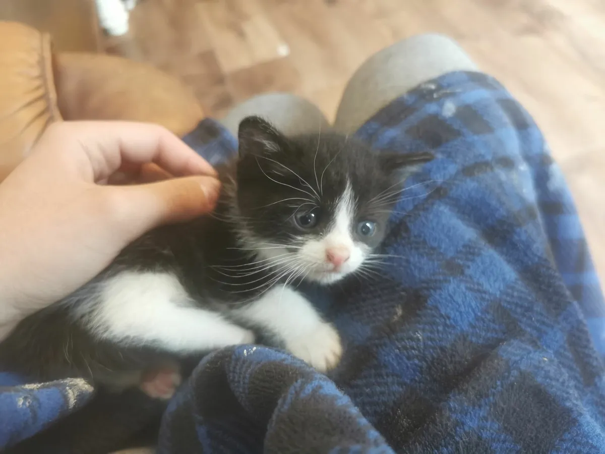 Kittens - Image 2