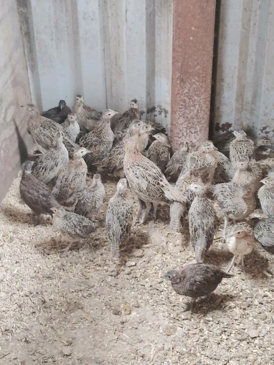 Pheasants - Image 1