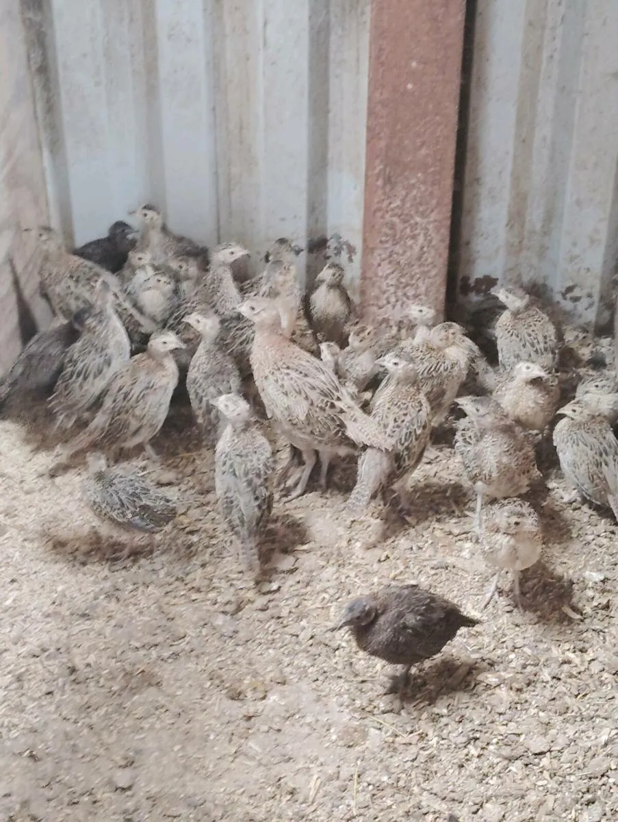 Pheasants - Image 2