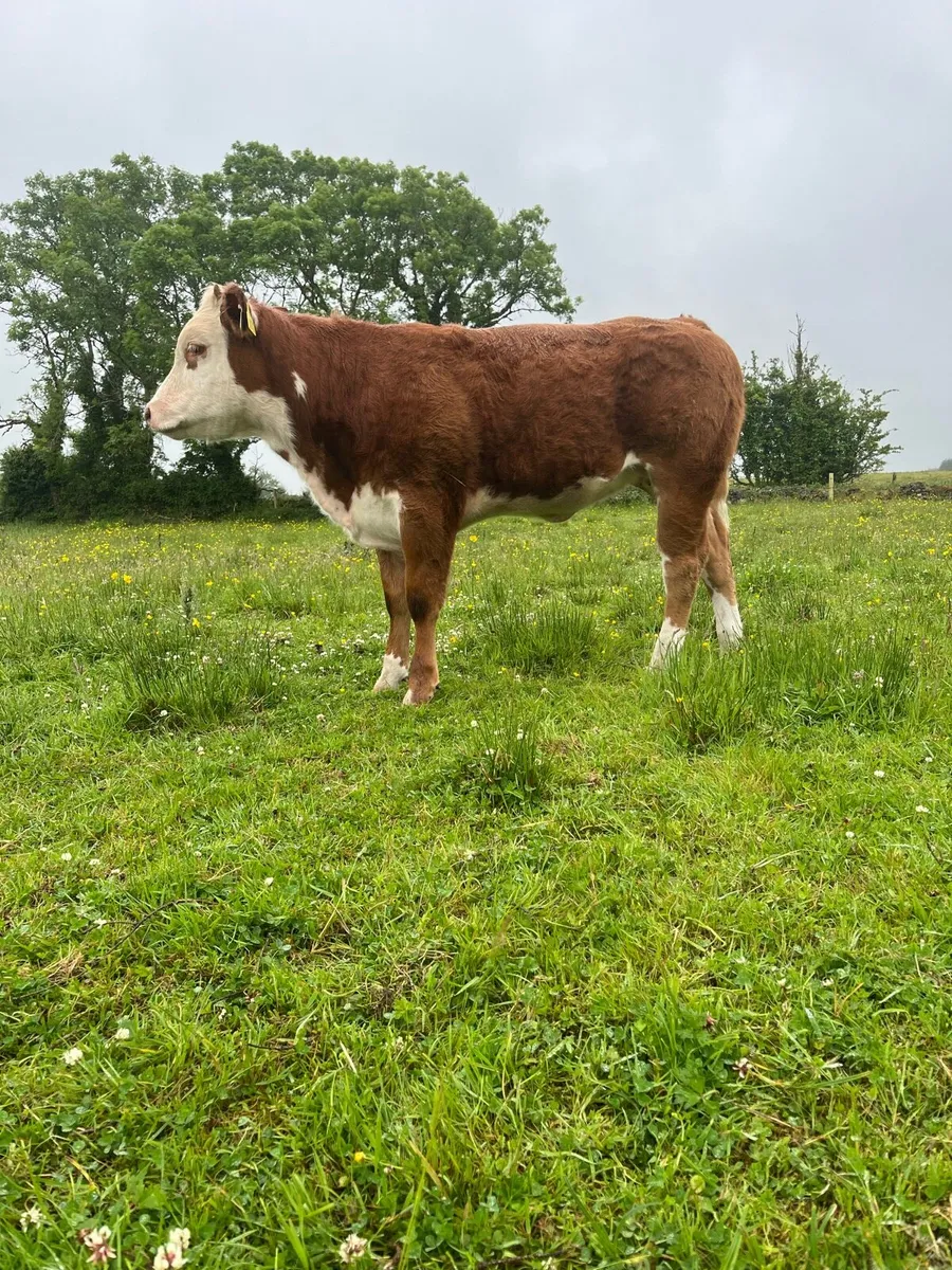 Organic hiefer for sale - Ballina mart - Image 1