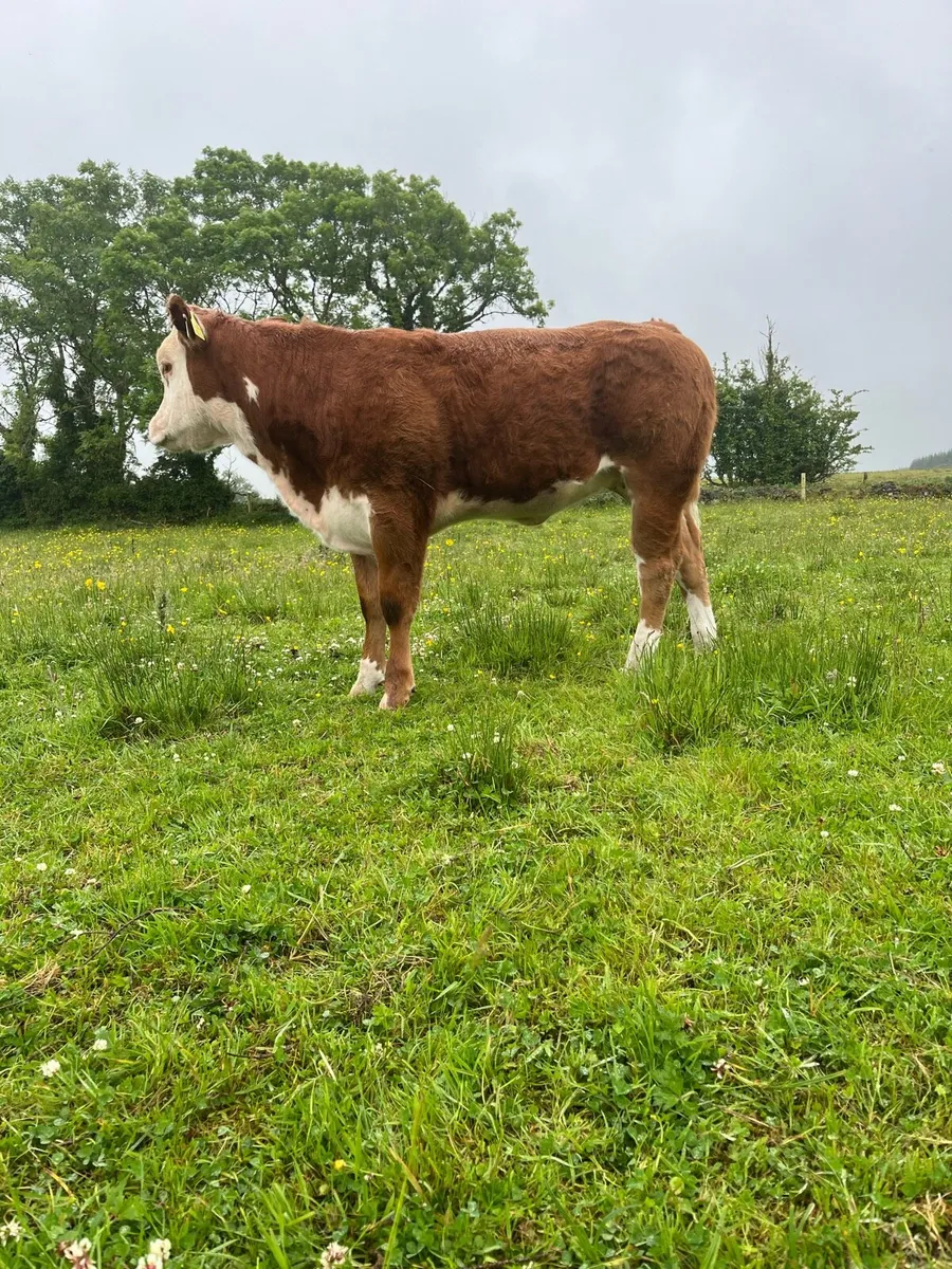Organic hiefer for sale - Ballina mart - Image 3
