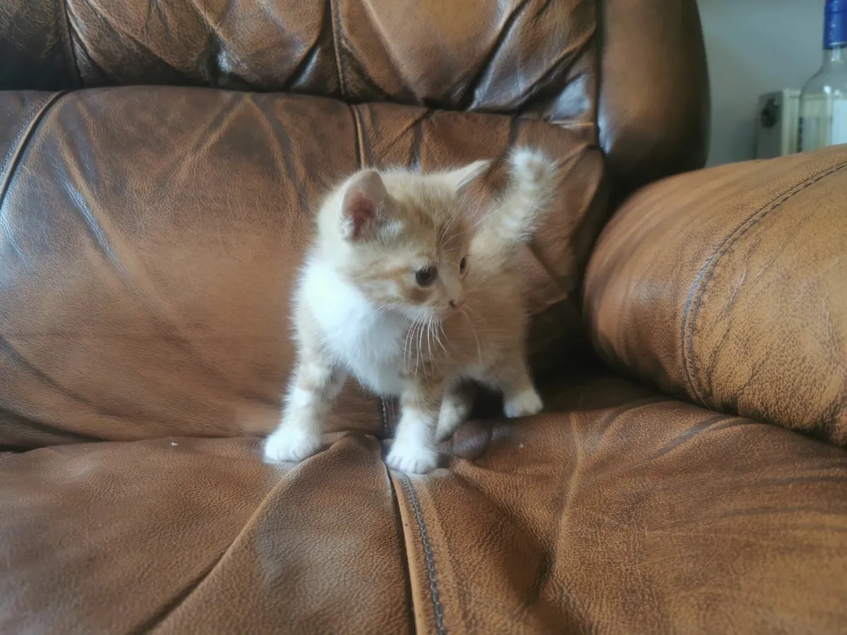 Kittens - Image 3