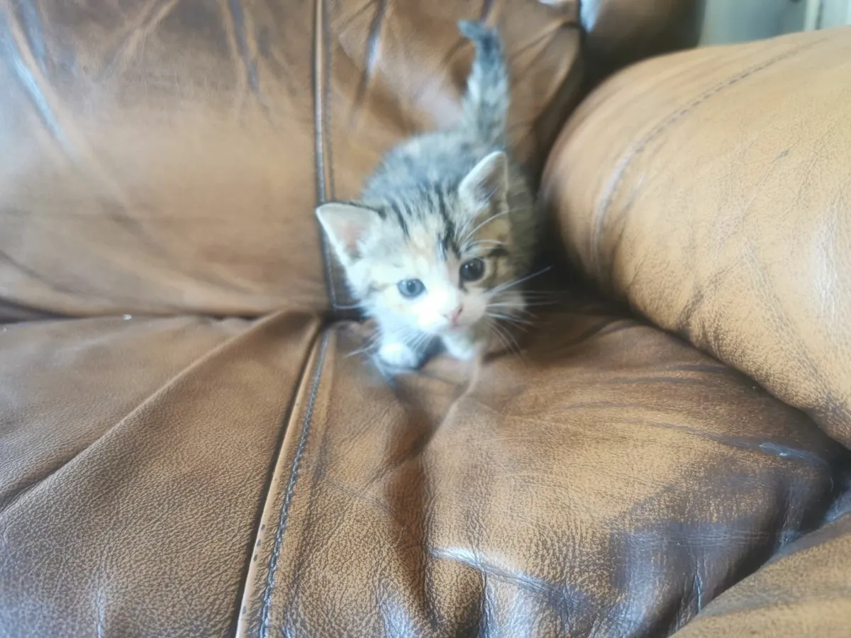 Kittens - Image 1