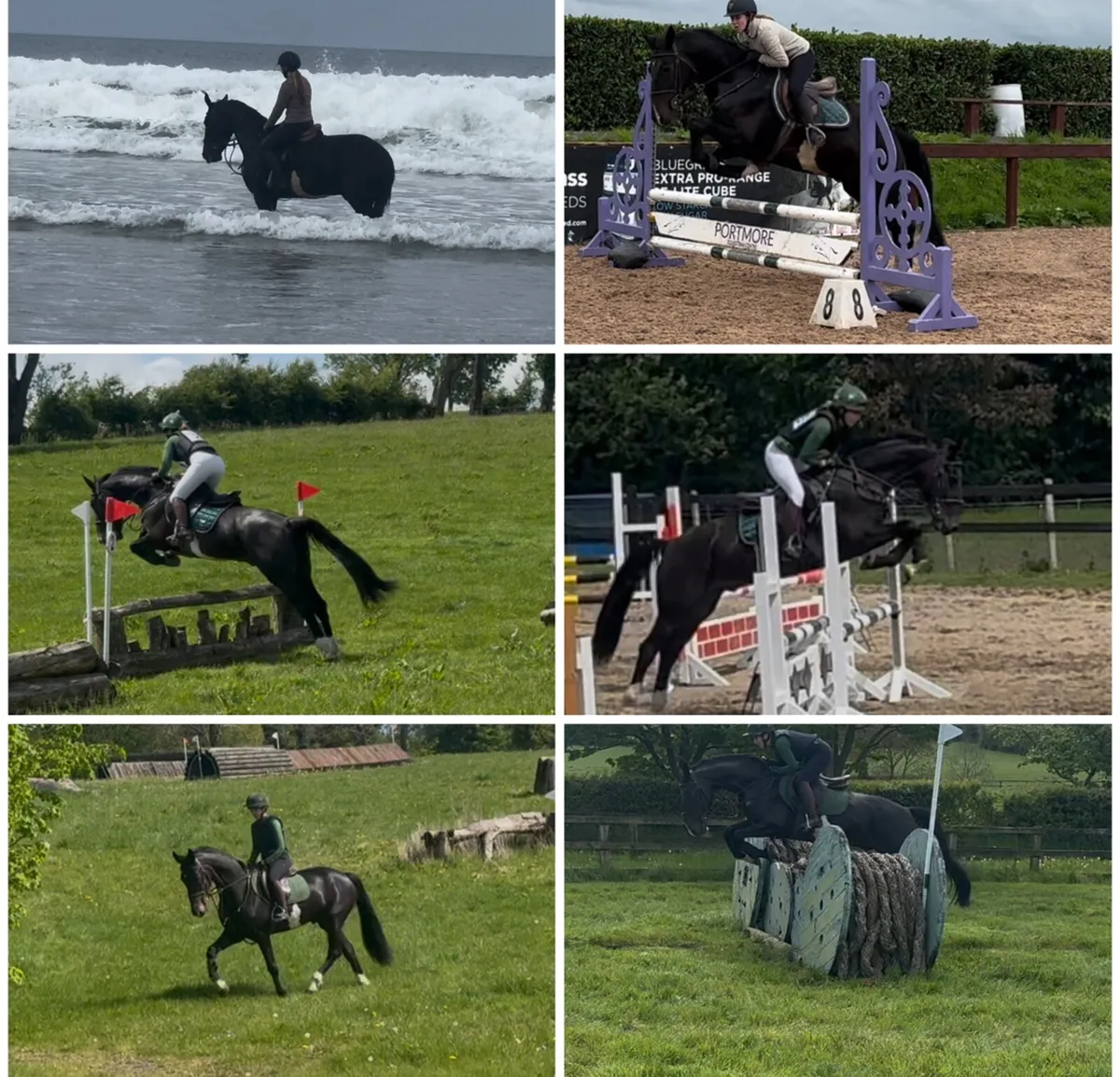 15.1 gelding - Image 3