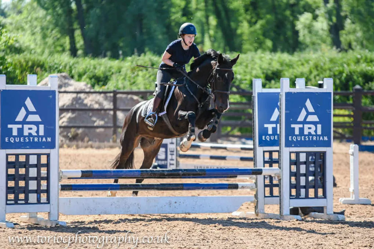 15.1 gelding - Image 4