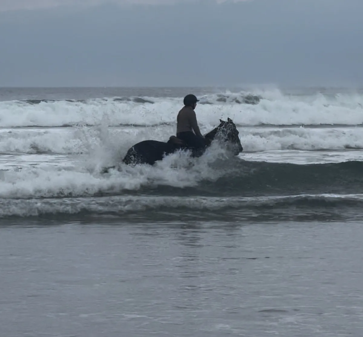 15.1 gelding - Image 3