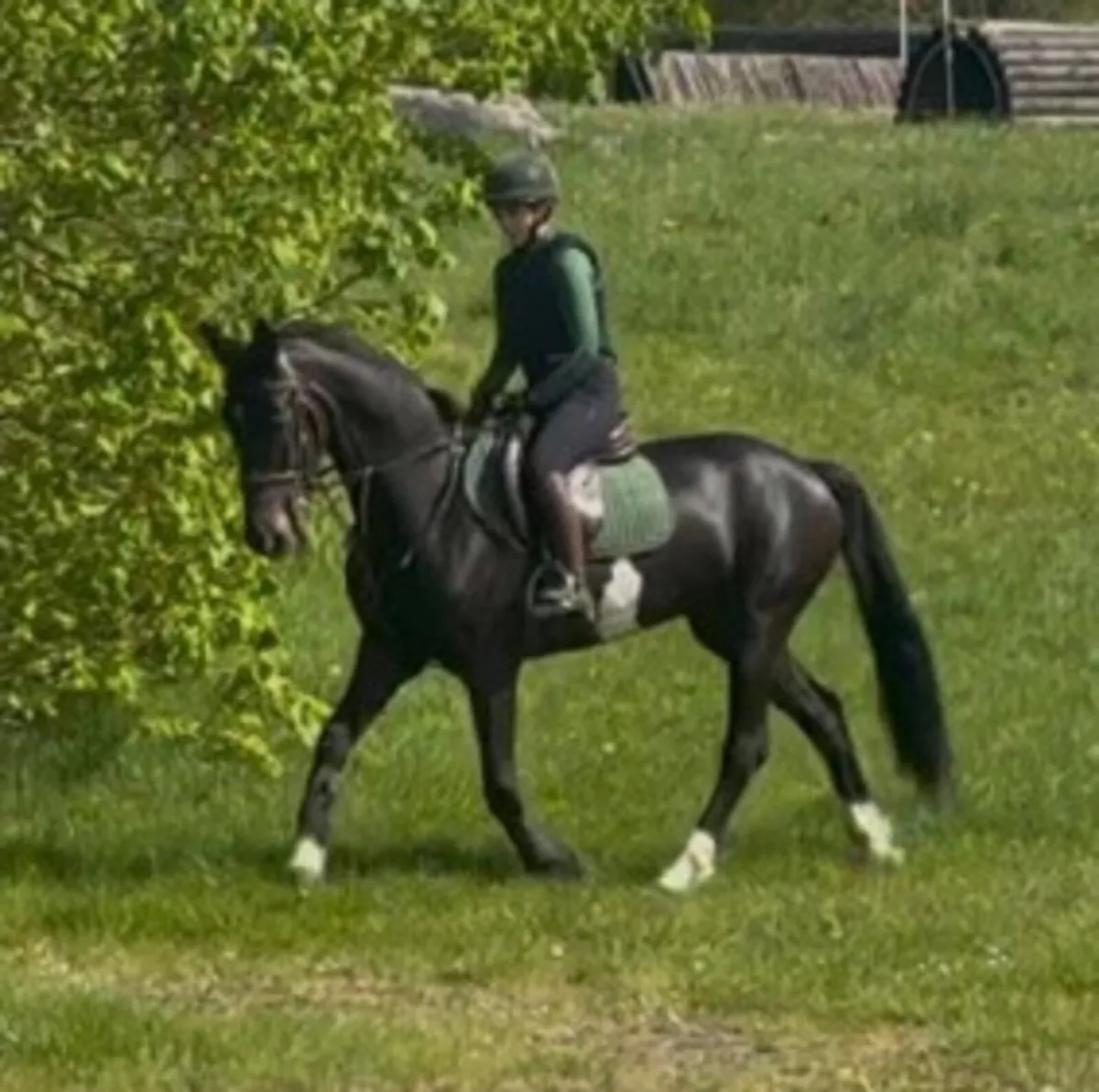 15.1 gelding - Image 1