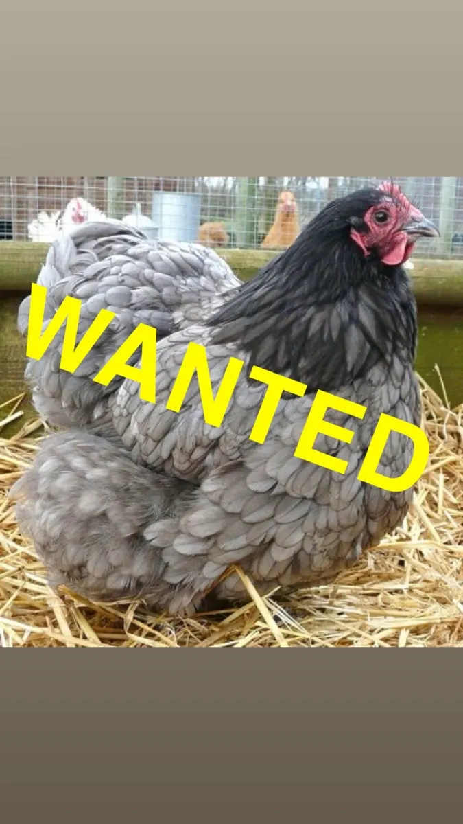 Orpington hens and a cockerel - Image 1