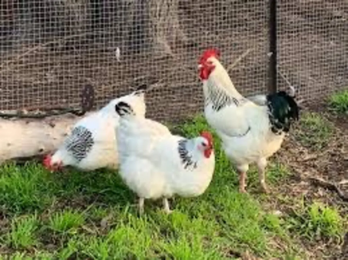 Orpington hens and a cockerel - Image 2
