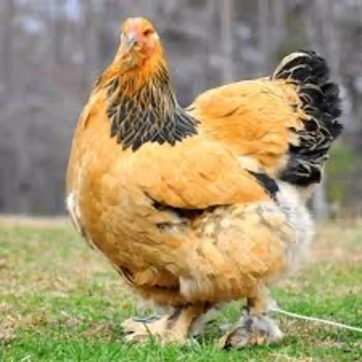 Orpington hens and a cockerel - Image 4