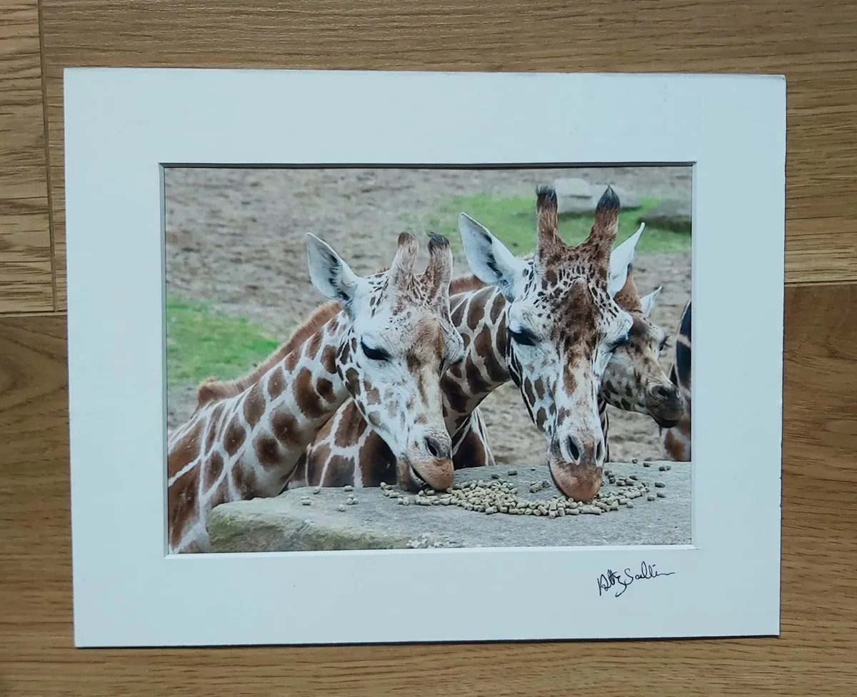 Photos mounted (5) - Image 3