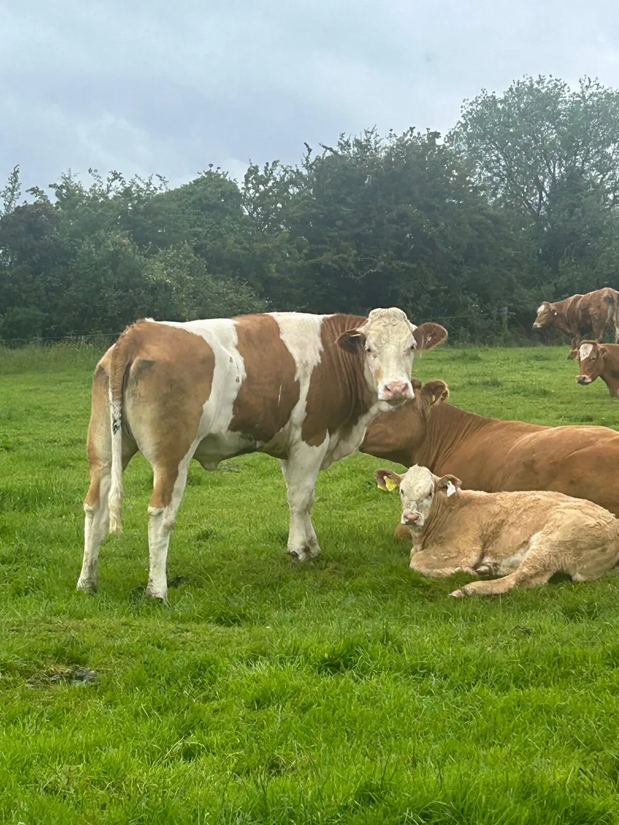 Super simmental heifer - Image 2
