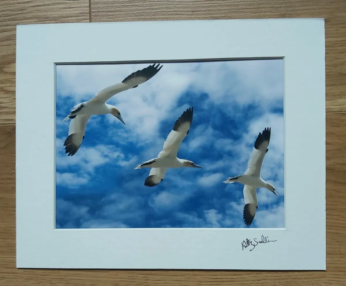 Photos mounted (5) - Image 2