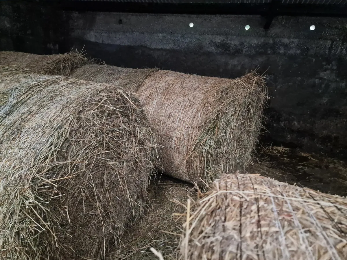 Bedding - Image 2