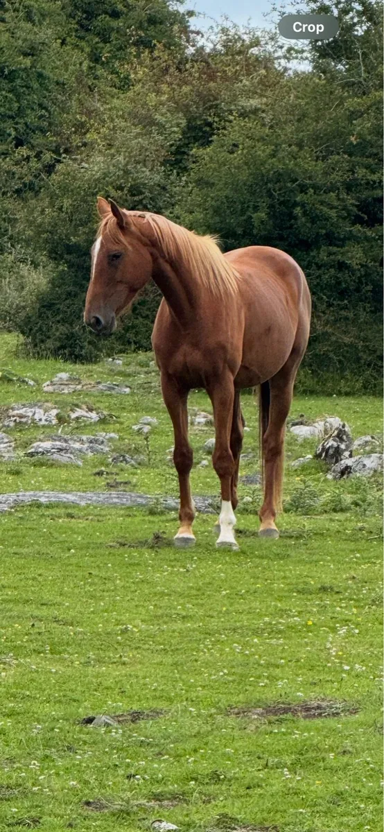 4 yr old Pointilliste filly - Image 1