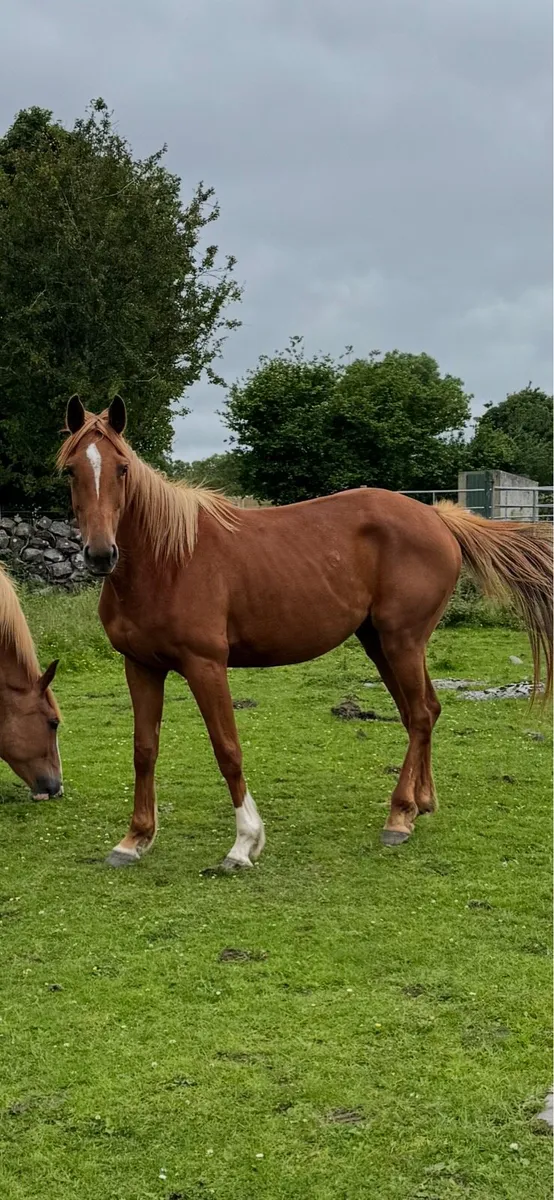 4 yr old Pointilliste filly - Image 2