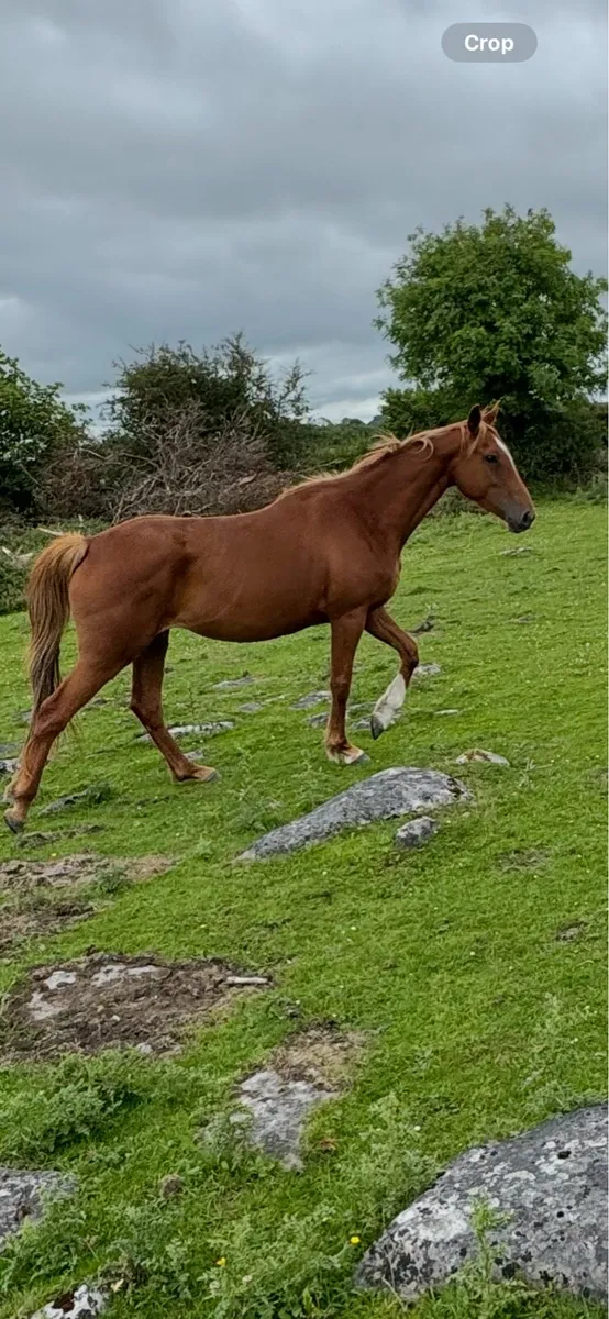 4 yr old Pointilliste filly - Image 3