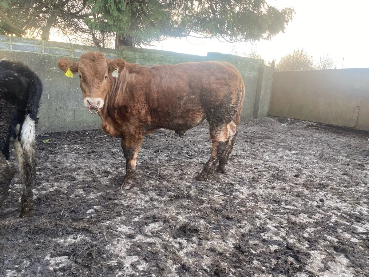 Pedigree Limousin bull - Image 1