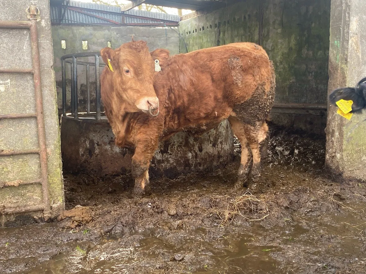 Pedigree Limousin bull - Image 3