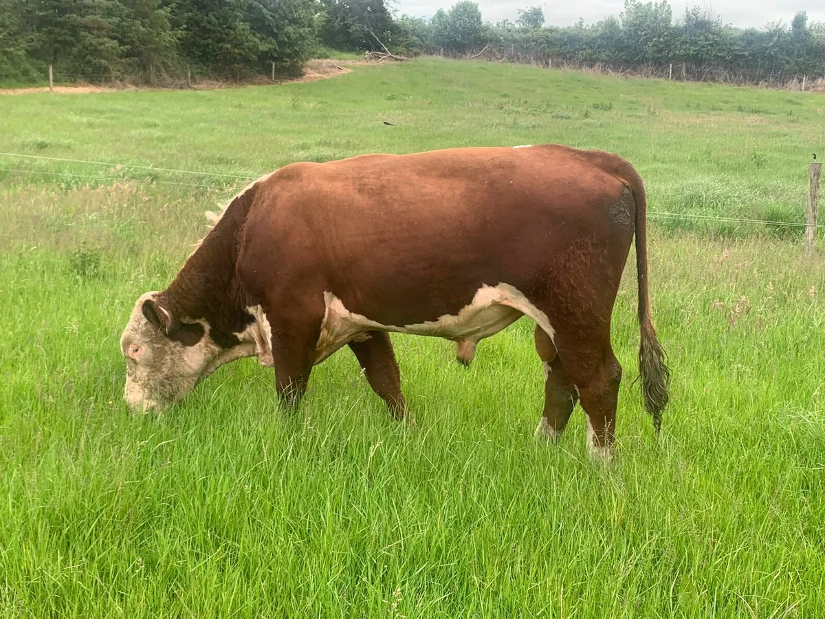 Bull - Image 1