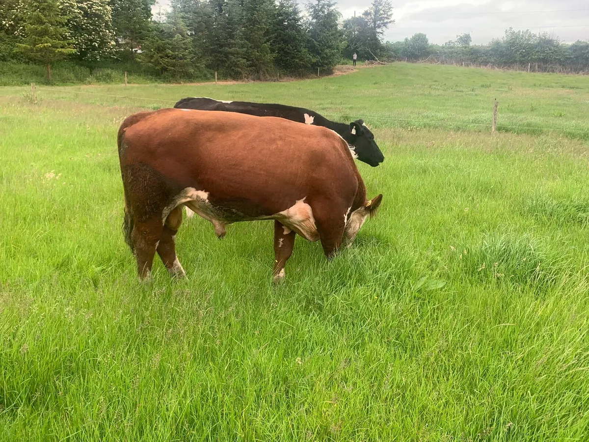Bull - Image 2