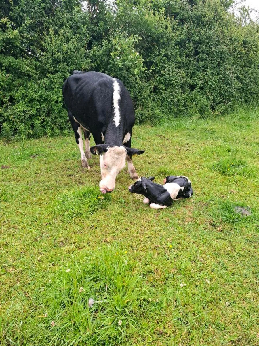First calver just after calving this morning - Image 3