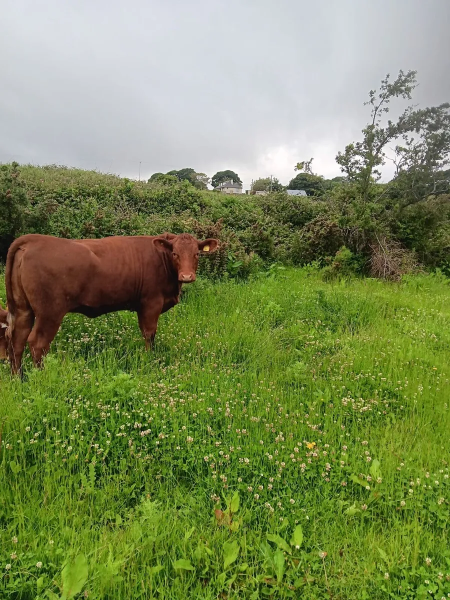 Shorthorn Heifer - Image 1