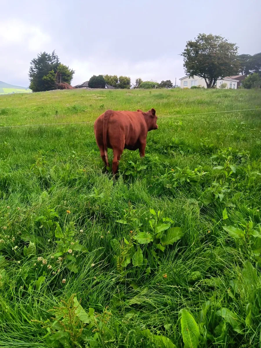 Shorthorn Heifer - Image 2