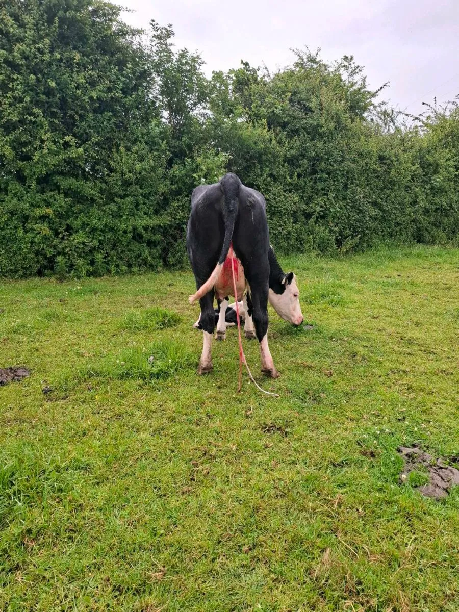 First calver just after calving this morning - Image 2