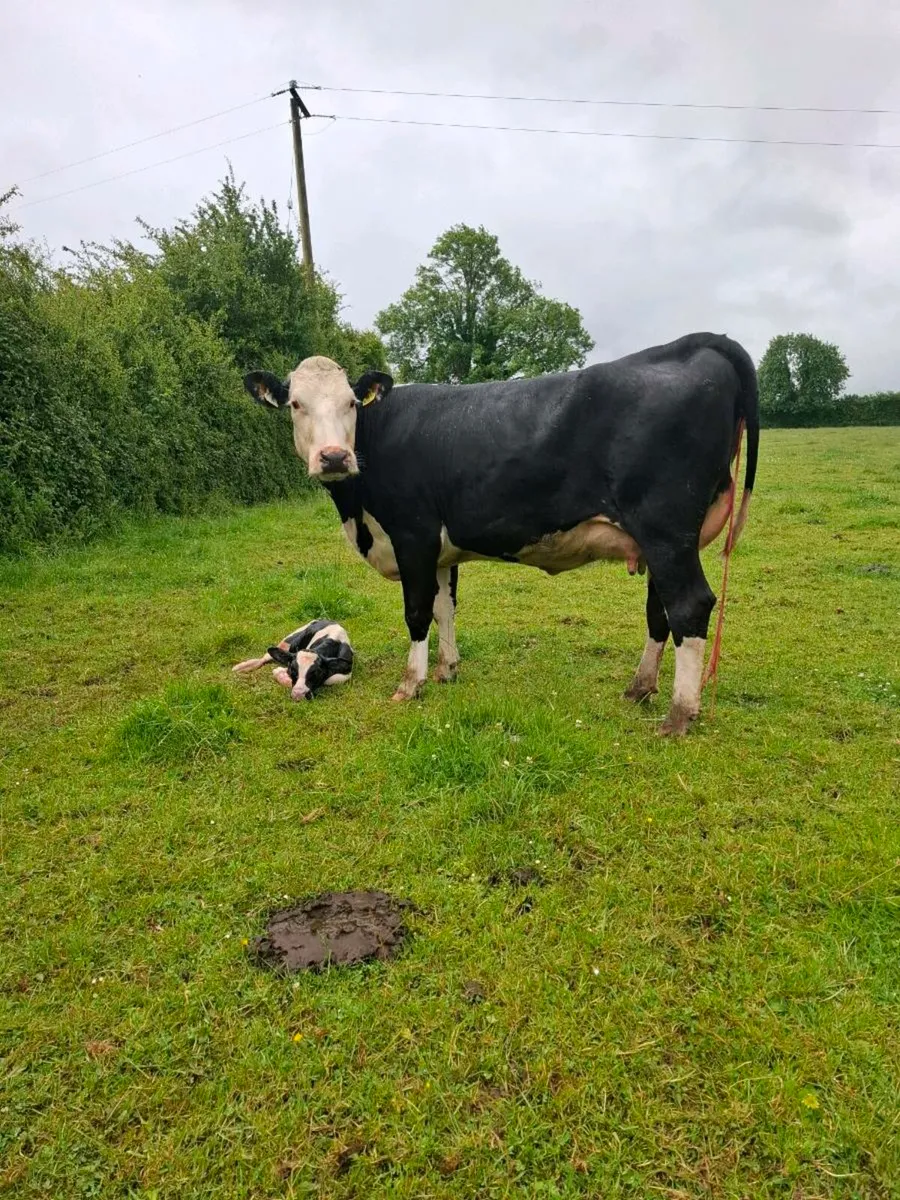 First calver just after calving this morning - Image 1