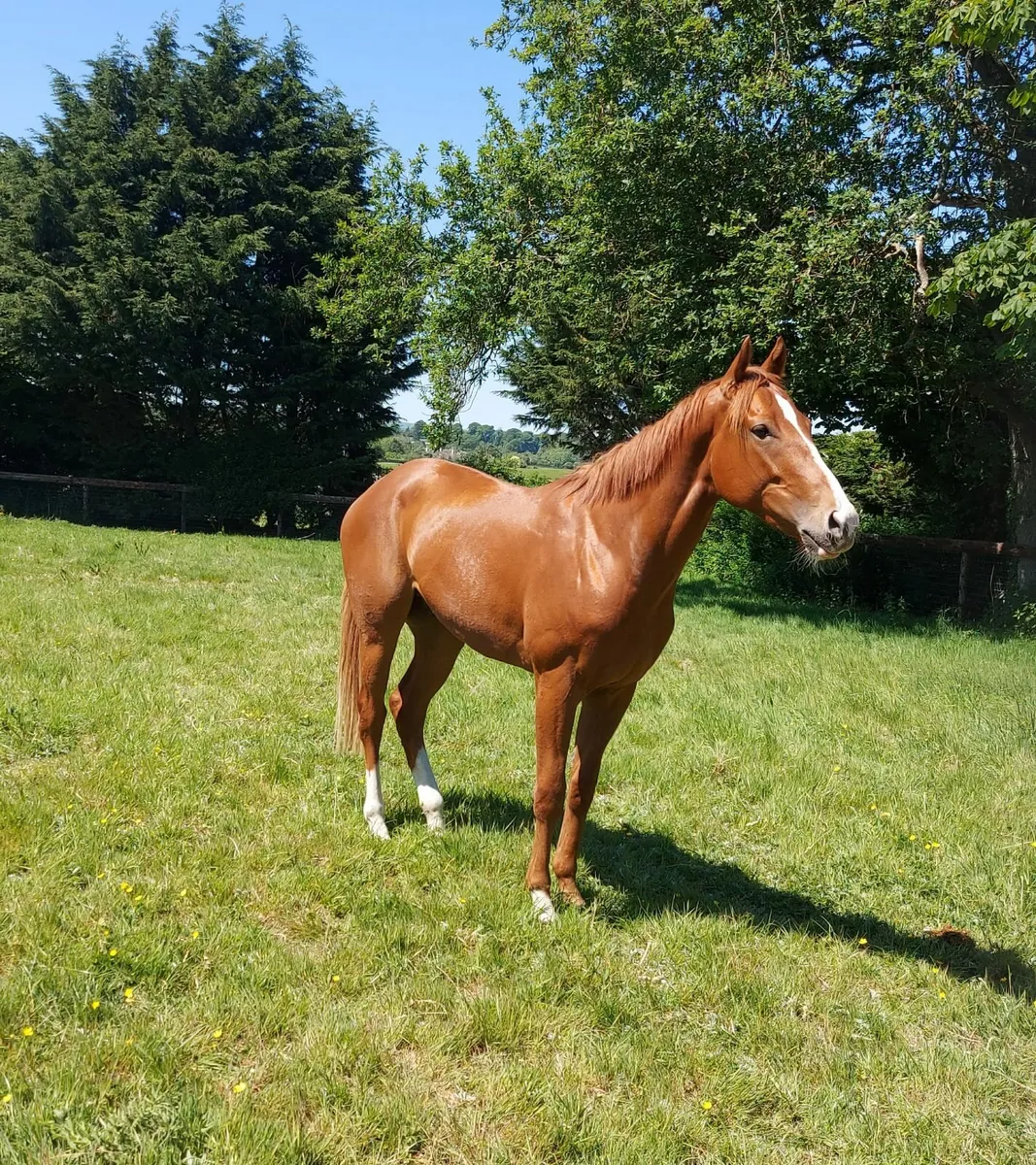Colt for racing syndicate - Image 1
