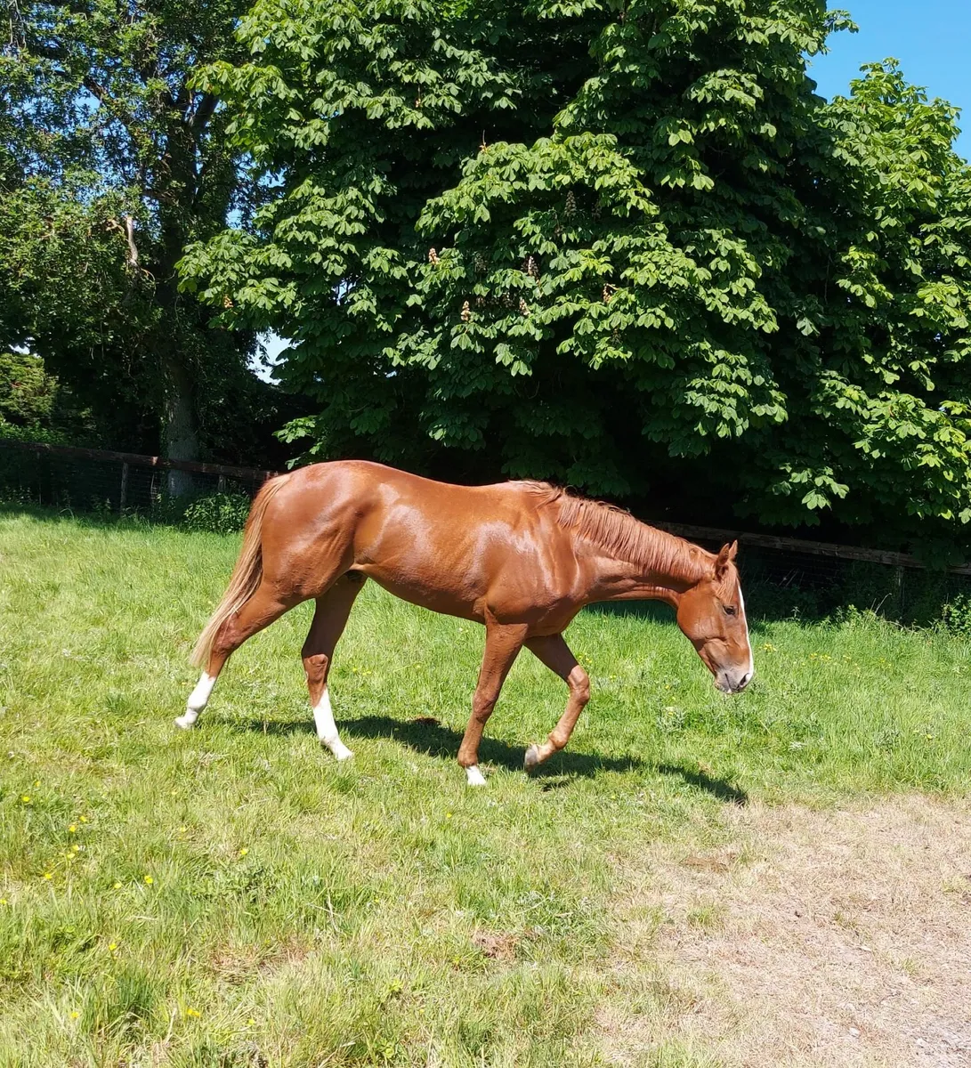 Colt for racing syndicate - Image 4