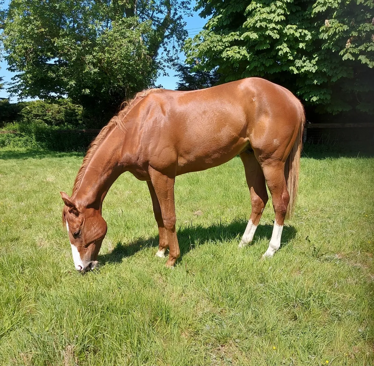 Colt for racing syndicate - Image 2