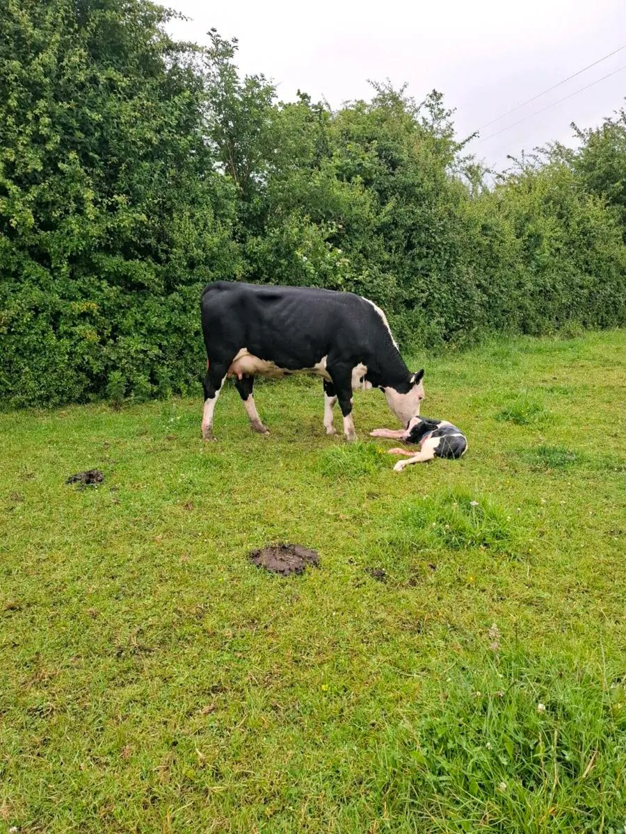First calver just after calving this morning - Image 4