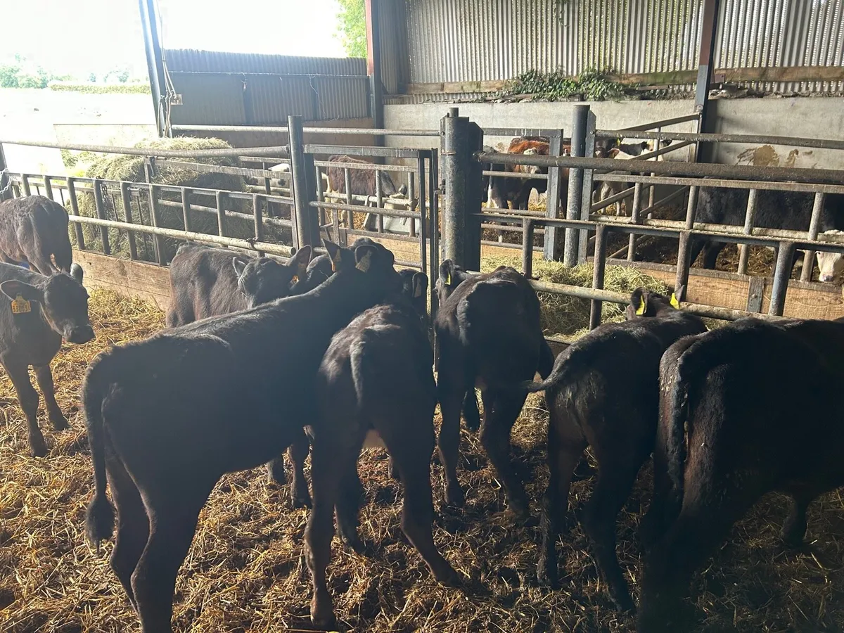 10 super  Angus runner heifers - Image 1