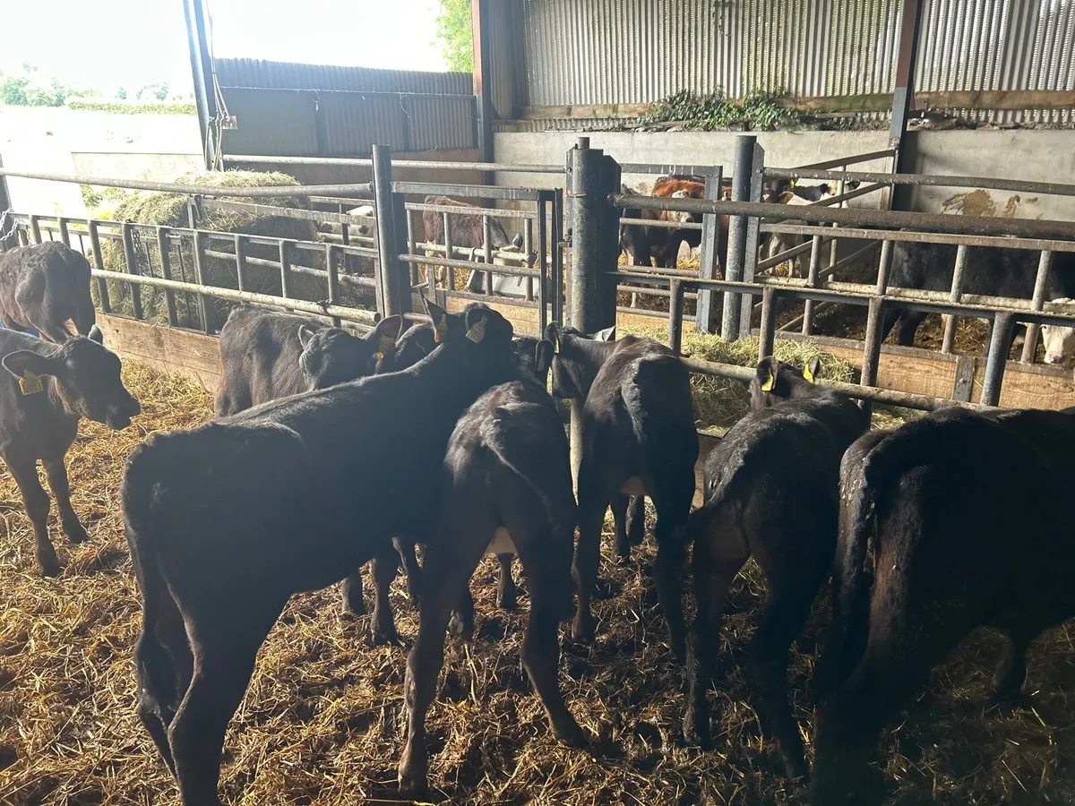 10 super  Angus runner heifers - Image 2