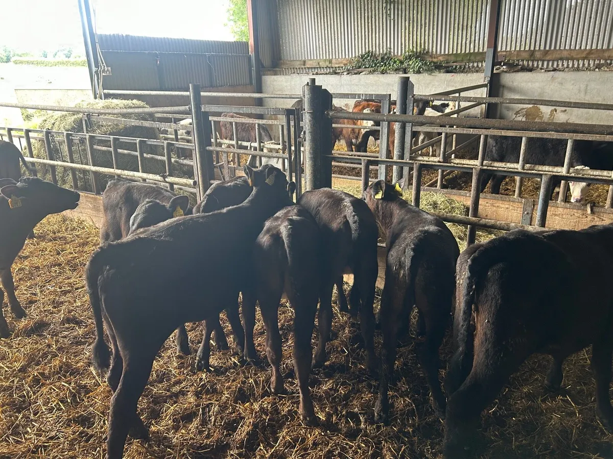 10 super  Angus runner heifers - Image 4