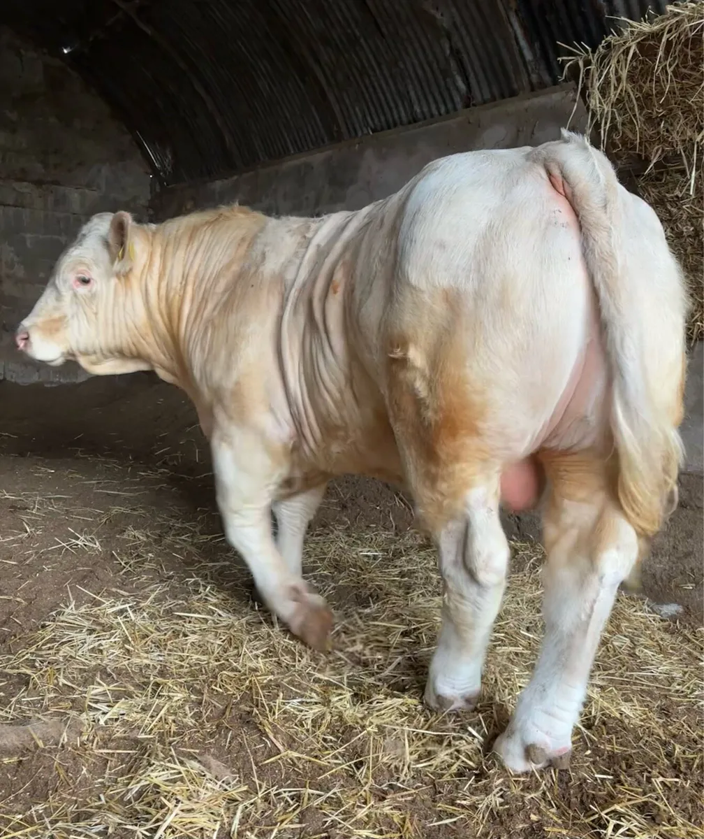 Charolais Bulls - Image 1