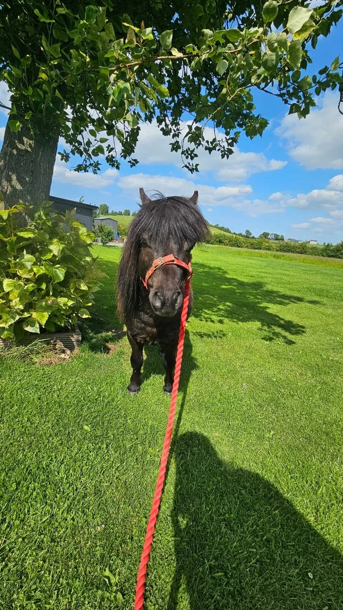 Beautiful mini shetland pony - Image 1