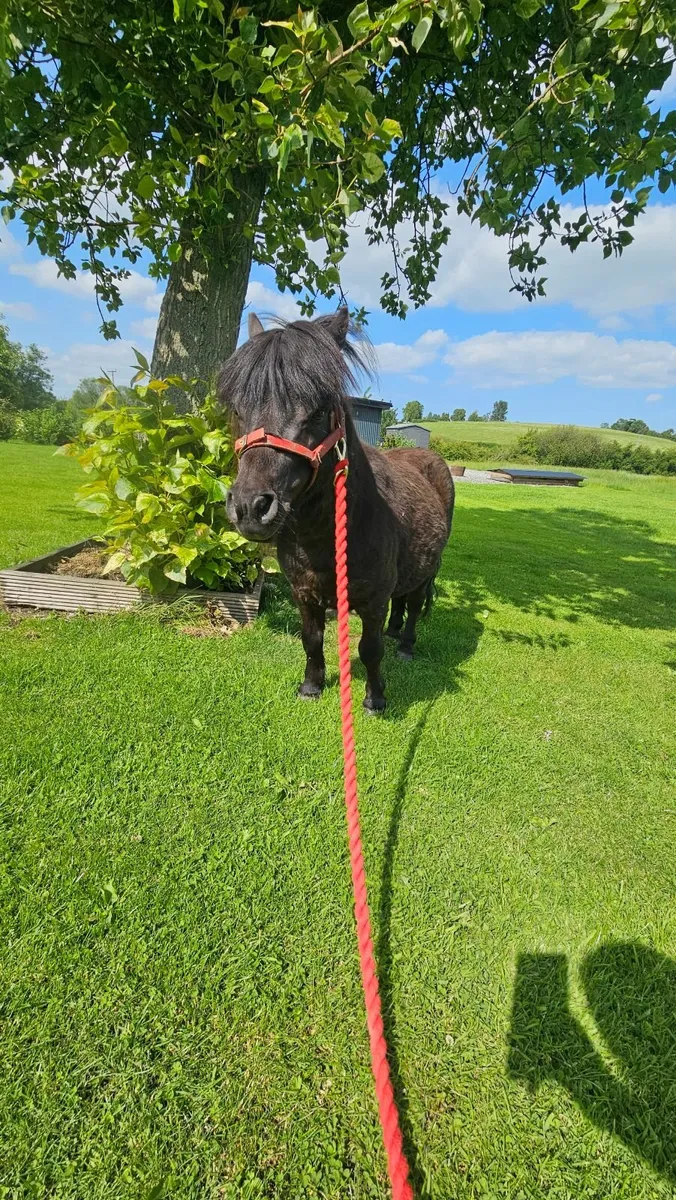 Beautiful mini shetland pony - Image 2