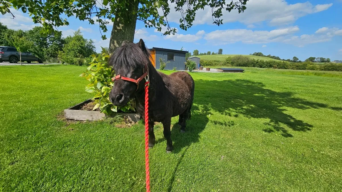Beautiful mini shetland pony - Image 4