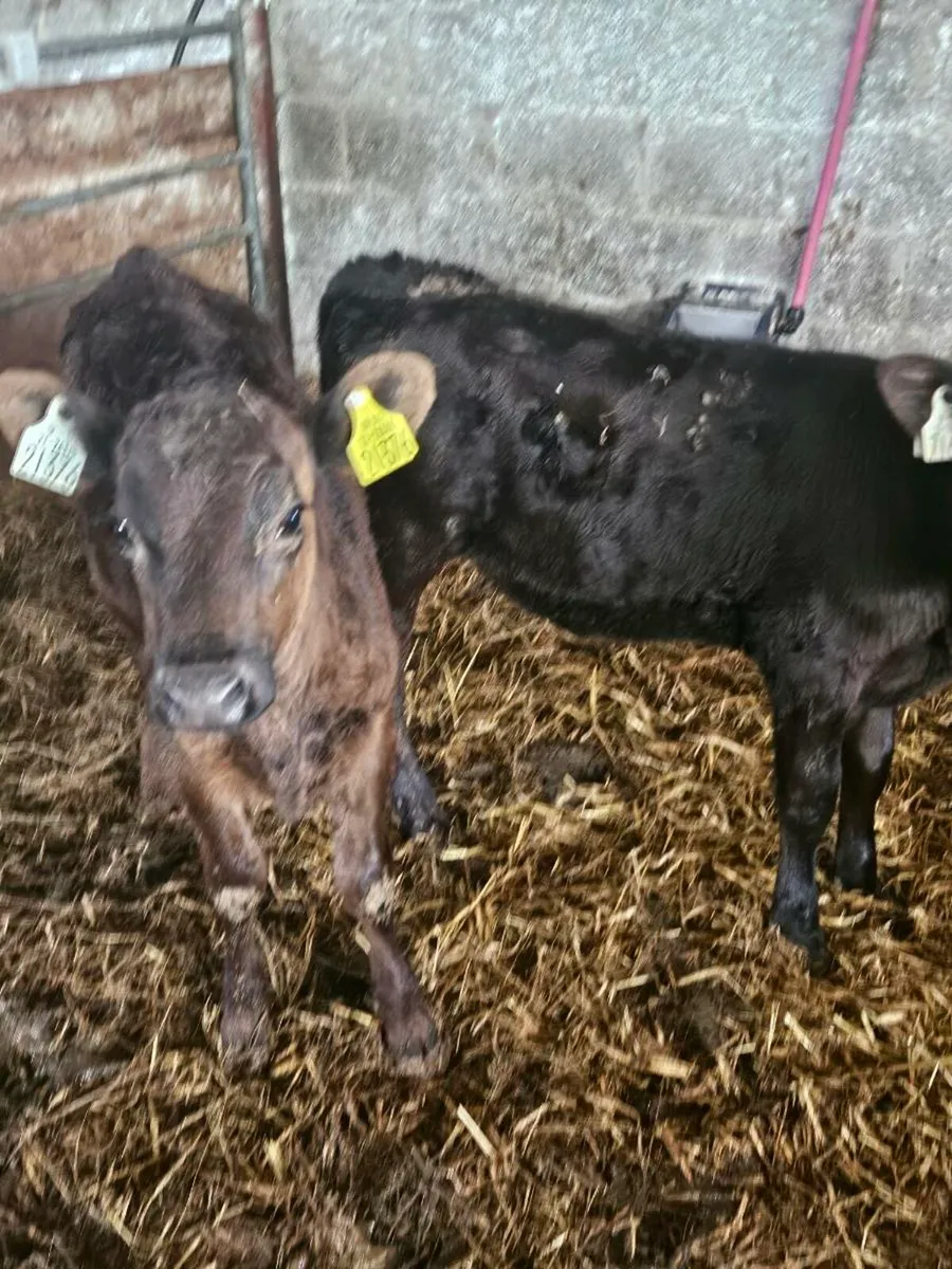2 REARED ANGUS HEIFERS - Image 1