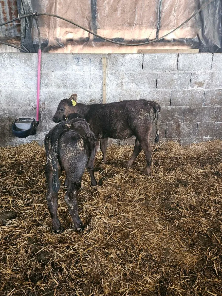 2 REARED ANGUS HEIFERS - Image 2