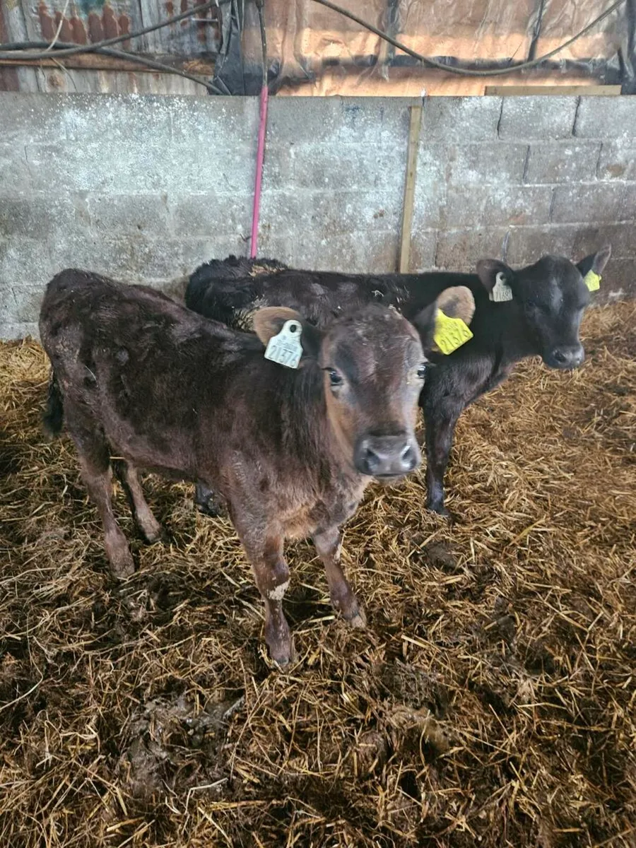 2 REARED ANGUS HEIFERS - Image 4
