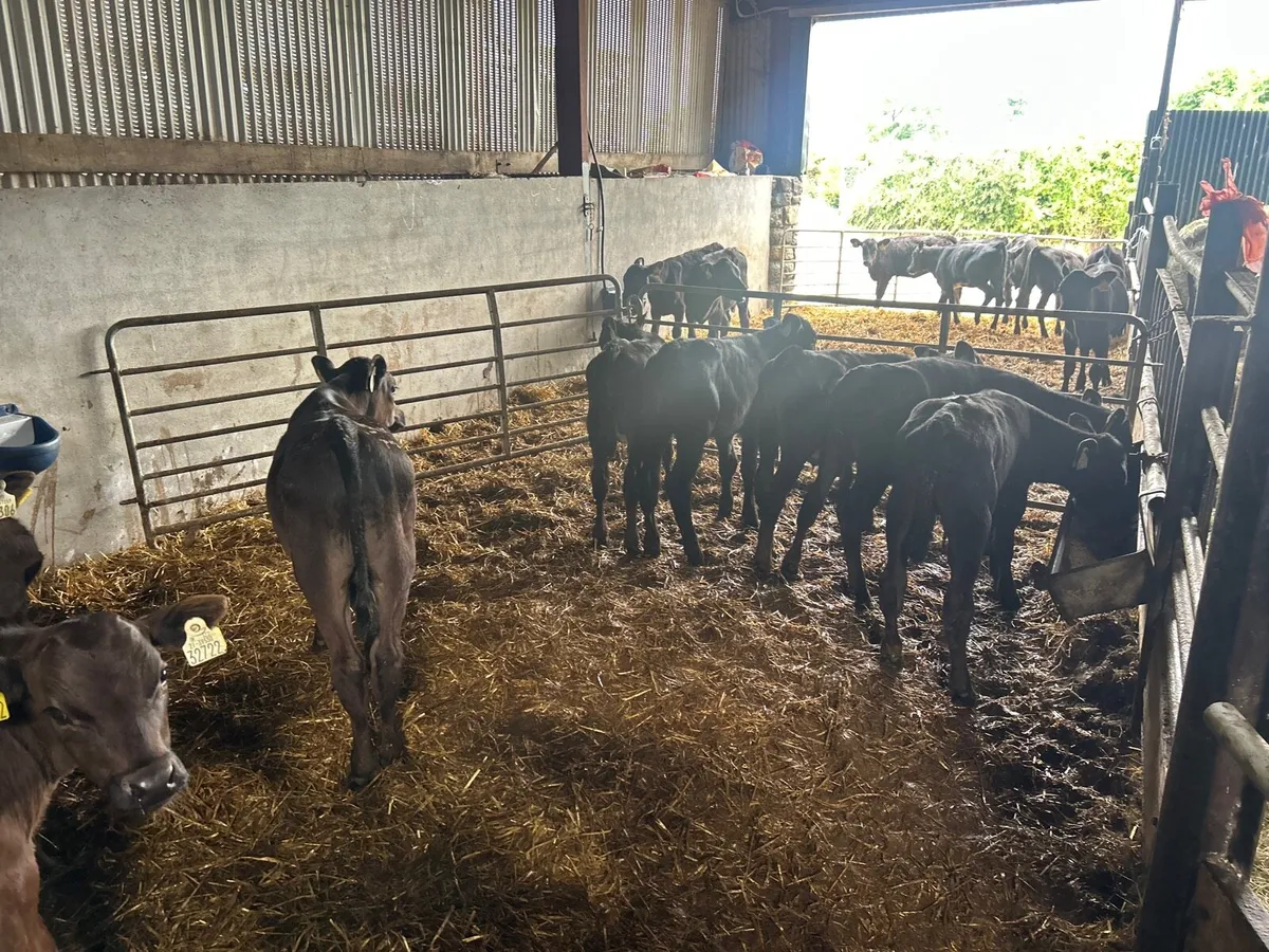10 proper  reared Angus bull runners - Image 1
