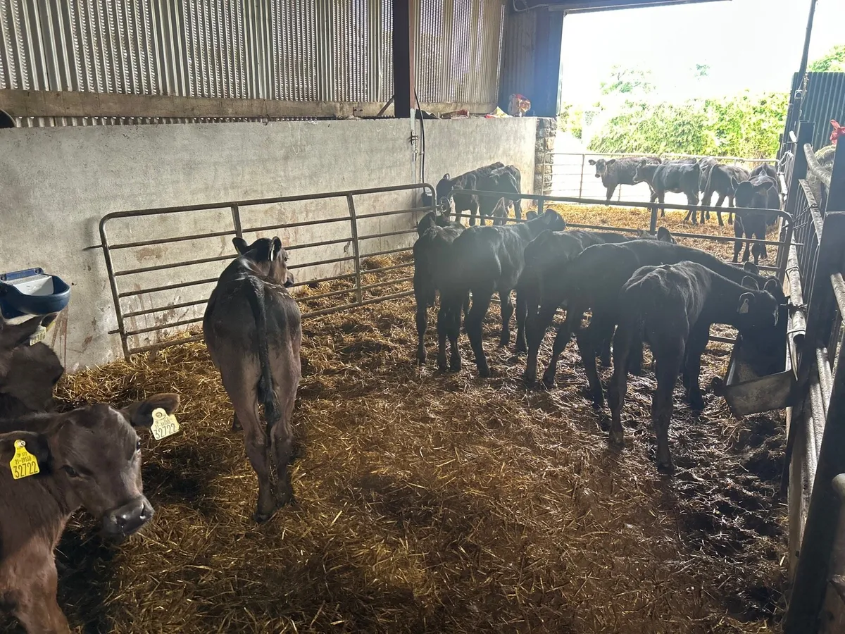 10 proper  reared Angus bull runners - Image 2
