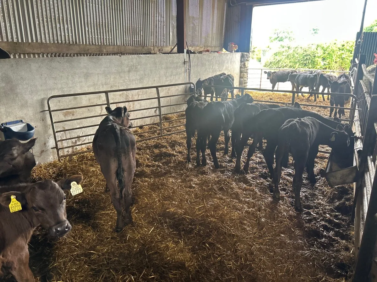 10 proper  reared Angus bull runners - Image 3